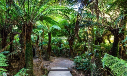 MaitsRestRainforest-29.1.2019-10