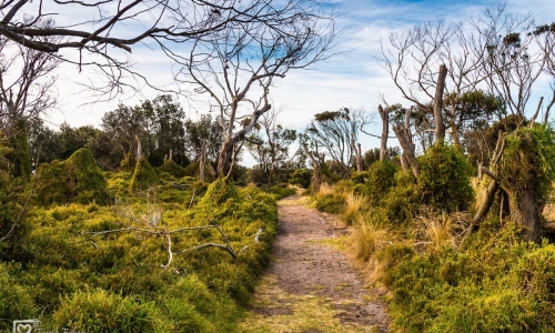 PhillipIsland-26.1.2019-74