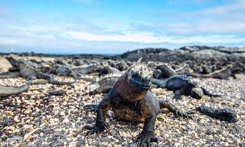 GalapagosIslands