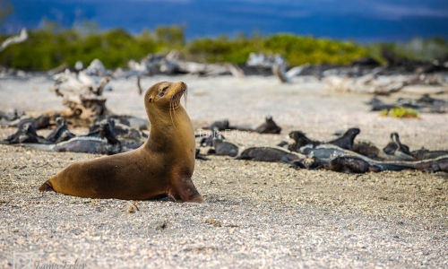 GalapagosIslands
