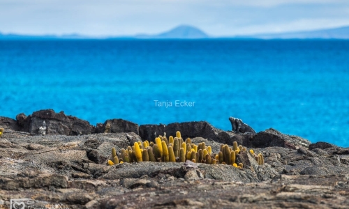 GalapagosIslands