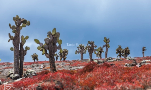 GalapagosIslands