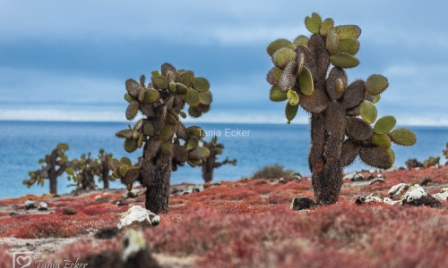 GalapagosIslands