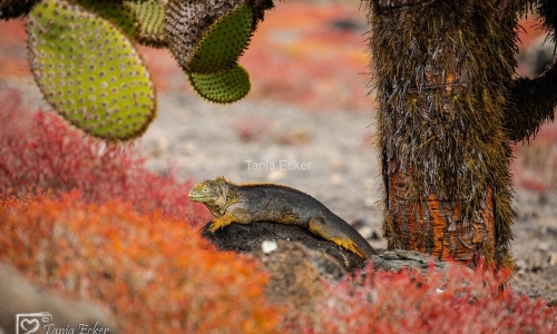 GalapagosIslands