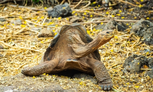 GalapagosIslands