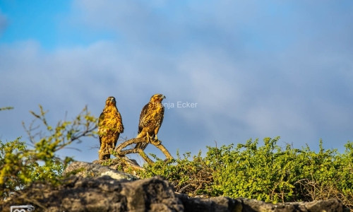 GalapagosIslands