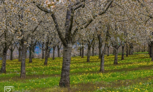 Blutenweg_Eggernental-09-04-2021-2