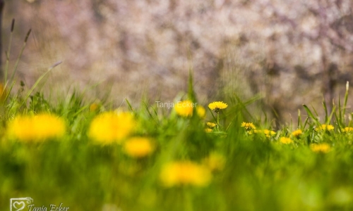 Blutenweg_Eggernental-09-04-2021-7