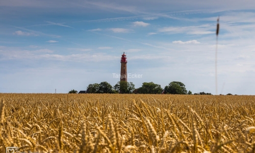 Fehmarn-Juli2019-9