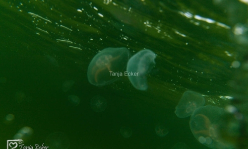 FehmarnSUP_Shooting-©TanjaEcker-July2022-101