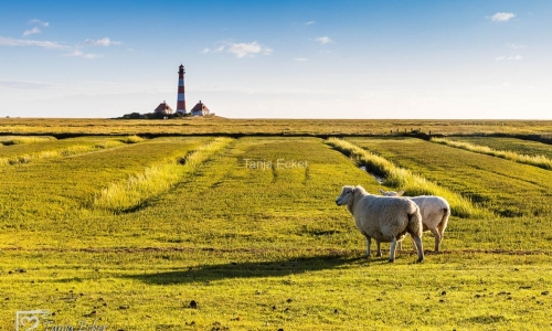 WesterheverLeuchturm-31.8.2020-11