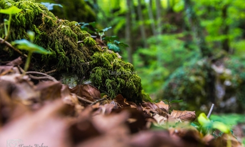 Wolfsschlucht_Kandern_08-05-2021-2