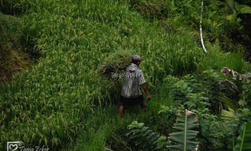 Indonesien_01-19-11-2022-170