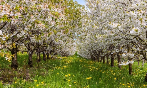 BluetschWeg-21.4.2019-22