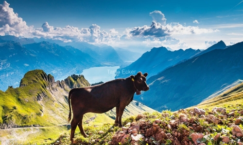 BrienzerRothorn-15.8.2018-193