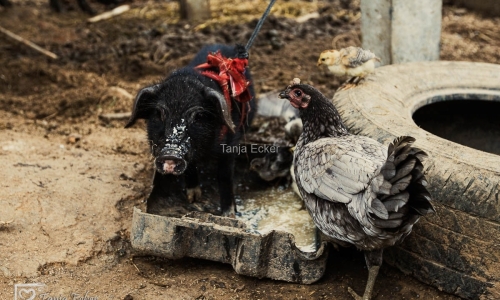 Thailand-20-11-13-12-2022-193