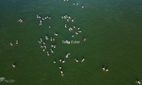 Wickelfisch_Rheinschwimmen_Drohne©TanjaEcker-13-08-2024-2-11