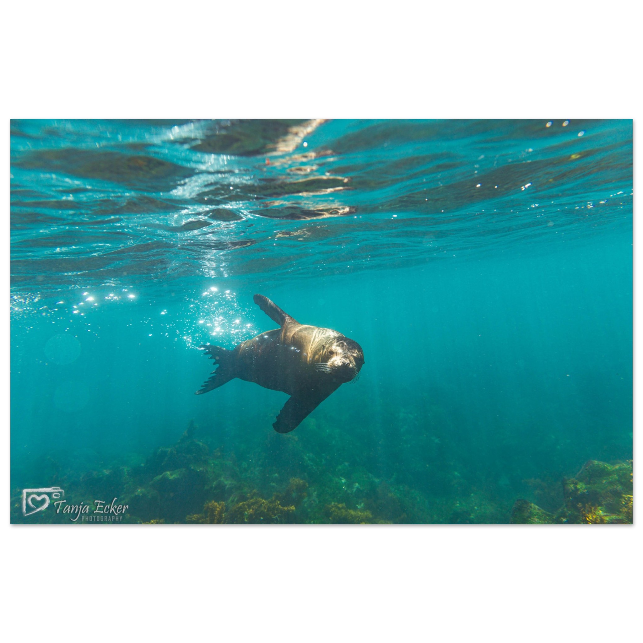 07491a72-7164-46ad-a9b6-1197043db20a