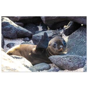 1d3b25b9-8779-4461-a44b-5889ec37e6d6