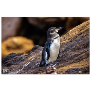 44fda5c1-7eff-4df6-b62c-6b09c654ae5a