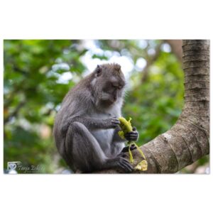 481868a3-40b8-488e-ac2d-0f8920397526