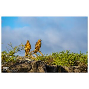 53bc82d6-8c45-44e1-ab64-f8f9815269ac