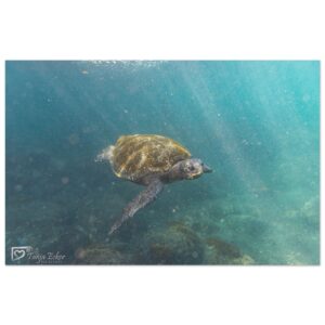 99ed2ad8-b361-4aaa-88fa-6d56dc28d064