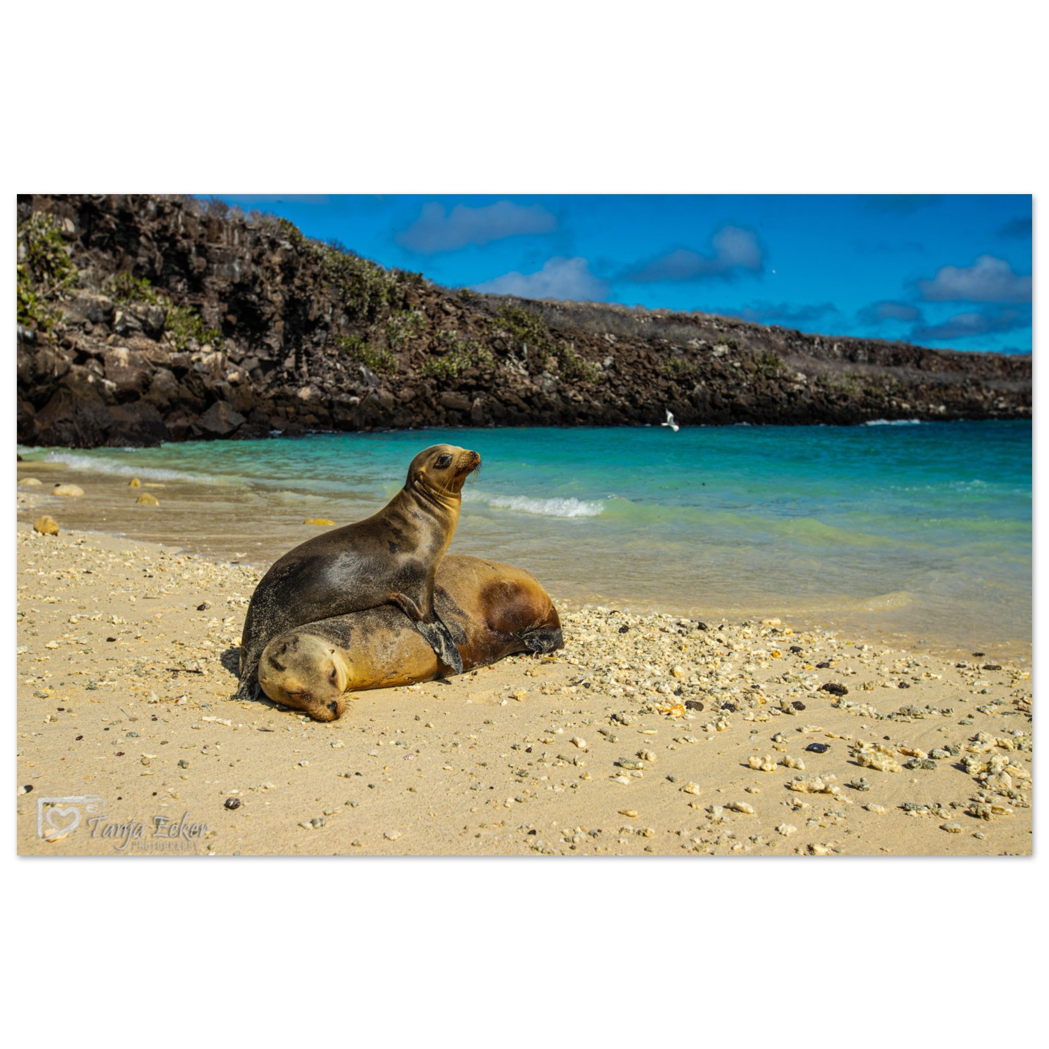 c4a71a70-6db0-4402-b1bf-8f0131934cee