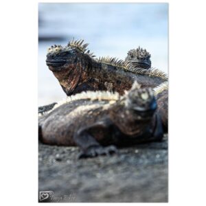 d3173804-f204-4ff4-a4ef-673cc85a3352