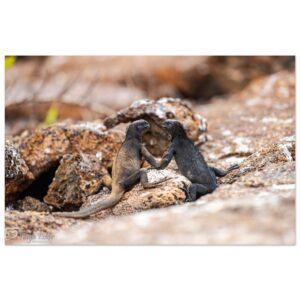 ec5c3e52-298c-4c1e-af5e-84db6d3e8f70