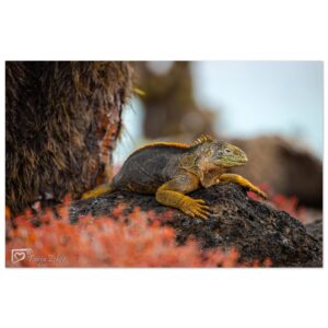 f9c71e7c-76ca-465a-bc41-036ed508c555